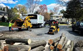 Best Tree Mulching  in Cave Creek, AZ