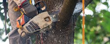 Best Pest Control for Lawns  in Cave Creek, AZ