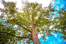 Best Tree Maintenance Programs  in Cave Creek, AZ
