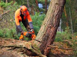 Best Tree Removal  in Cave Creek, AZ