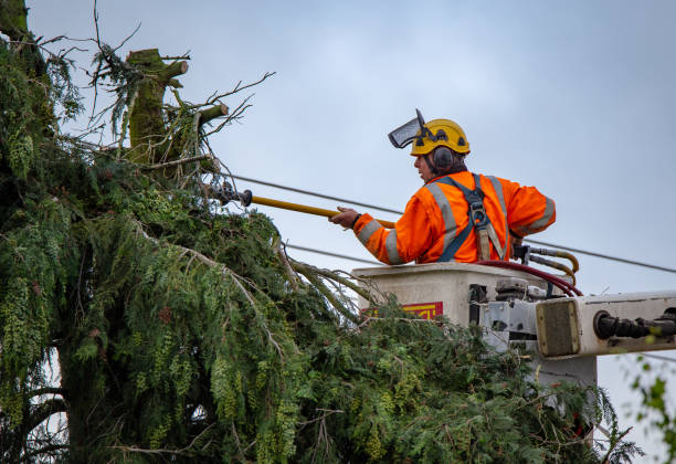 Best Tree Cabling and Bracing  in Cave Creek, AZ