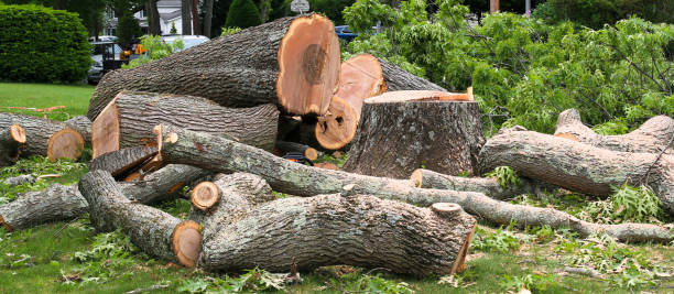 Best Utility Line Clearance  in Cave Creek, AZ