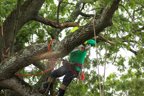 Best Palm Tree Trimming  in Cave Creek, AZ