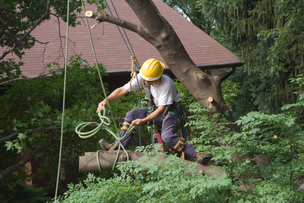 Best Tree and Shrub Care  in Cave Creek, AZ