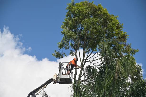  Cave Creek, AZ Tree Care Pros
