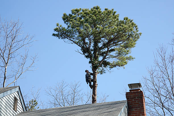 How Our Tree Care Process Works  in  Cave Creek, AZ