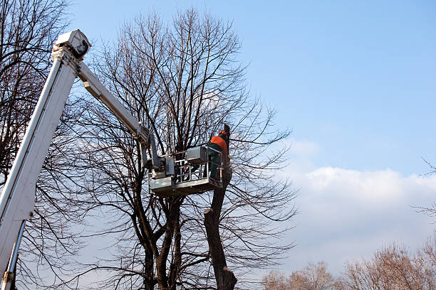 Best Tree Risk Assessment  in Cave Creek, AZ