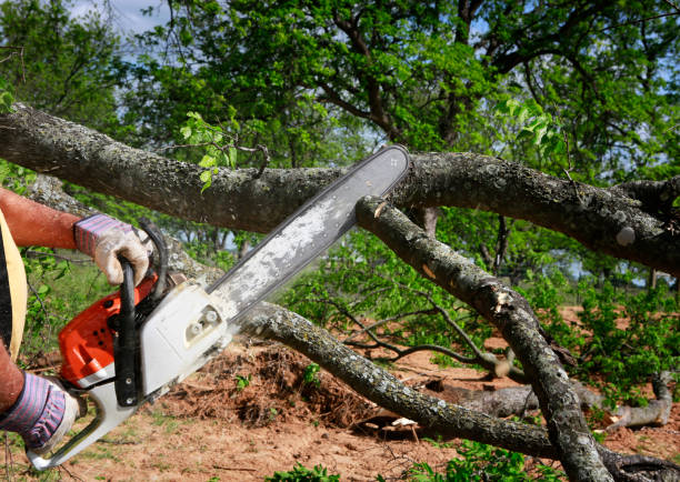 Best Leaf Removal  in Cave Creek, AZ