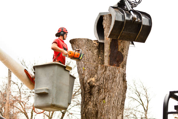 Best Firewood Processing and Delivery  in Cave Creek, AZ